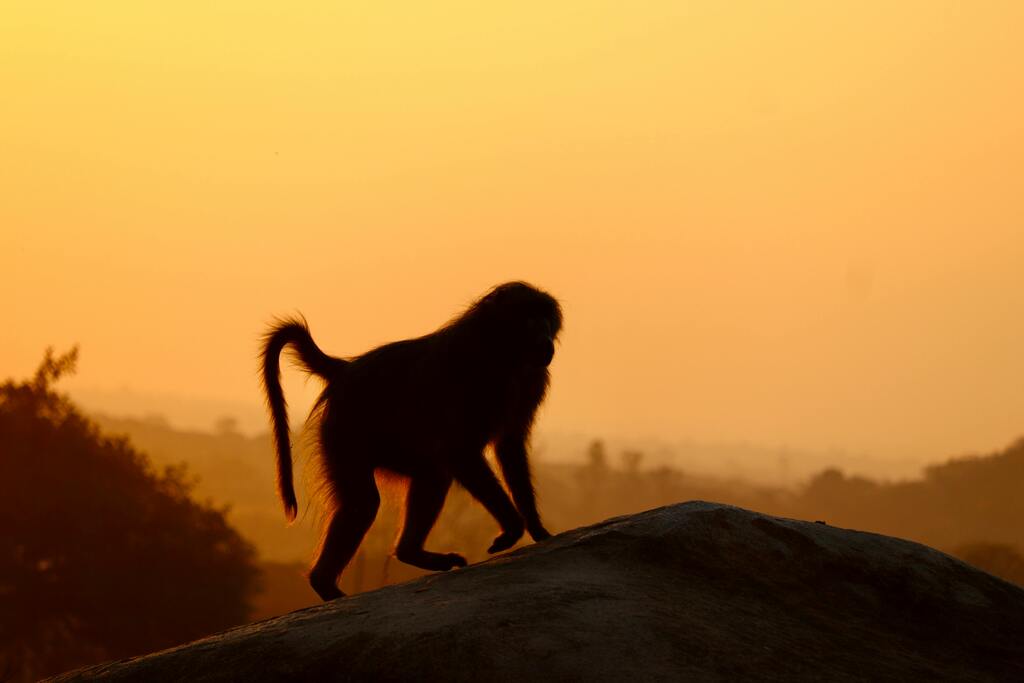 Shai Hills, Baboon, Photography